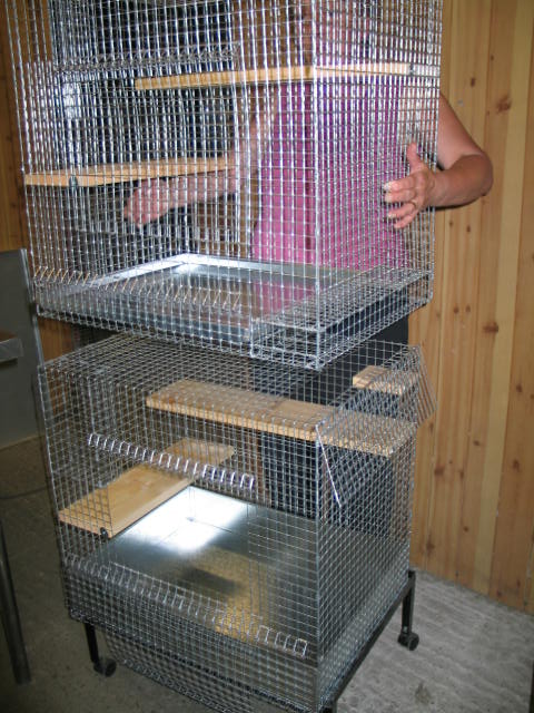 small degu cage